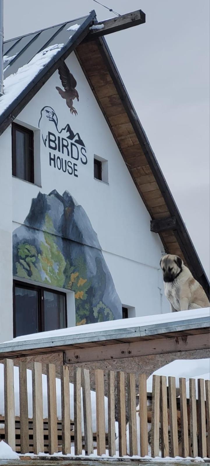 Birdshouse Parang Petroşani Exterior foto